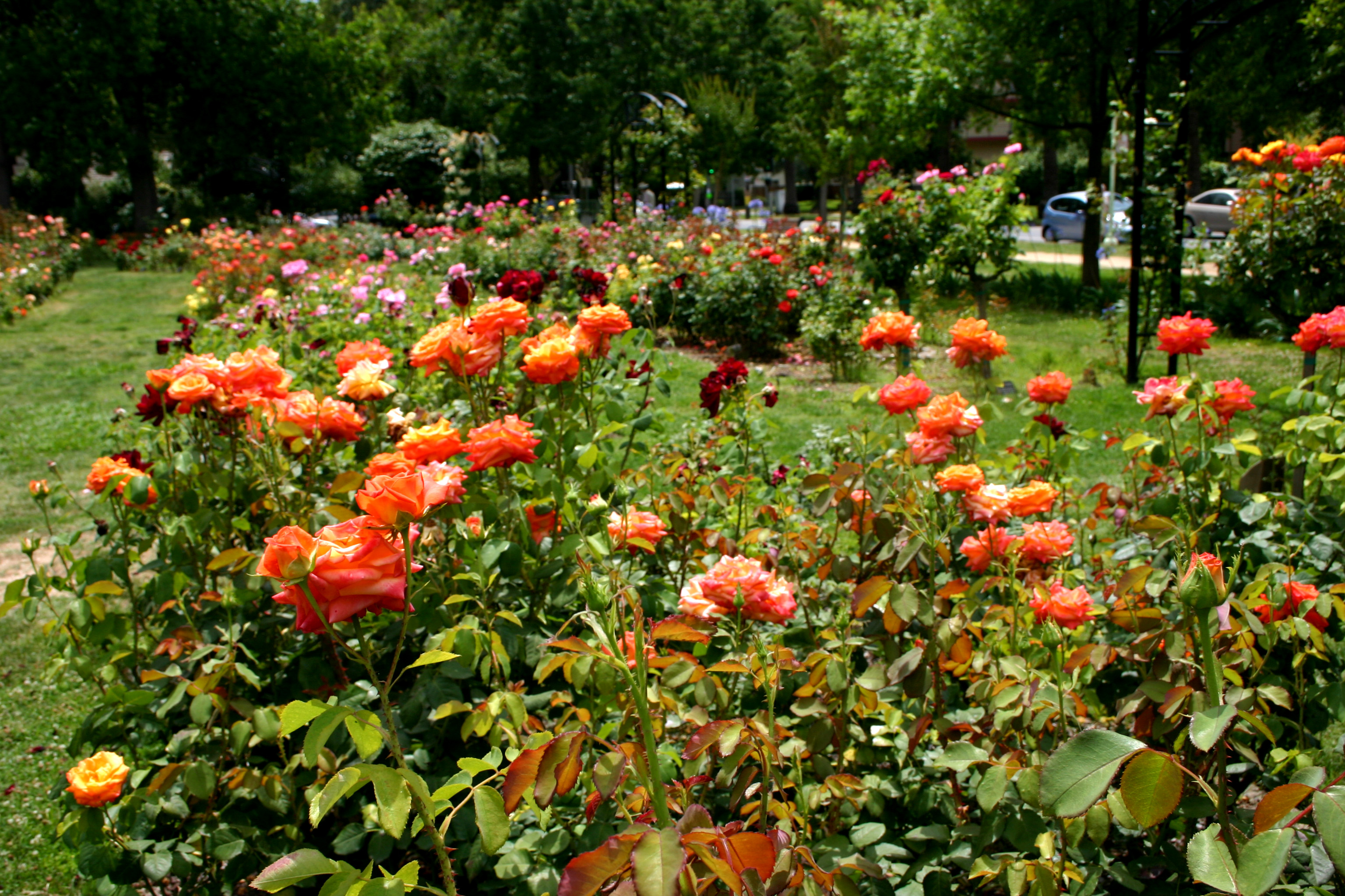 Mckinley Park Rose Garden A Cherished Community Landmark Valley