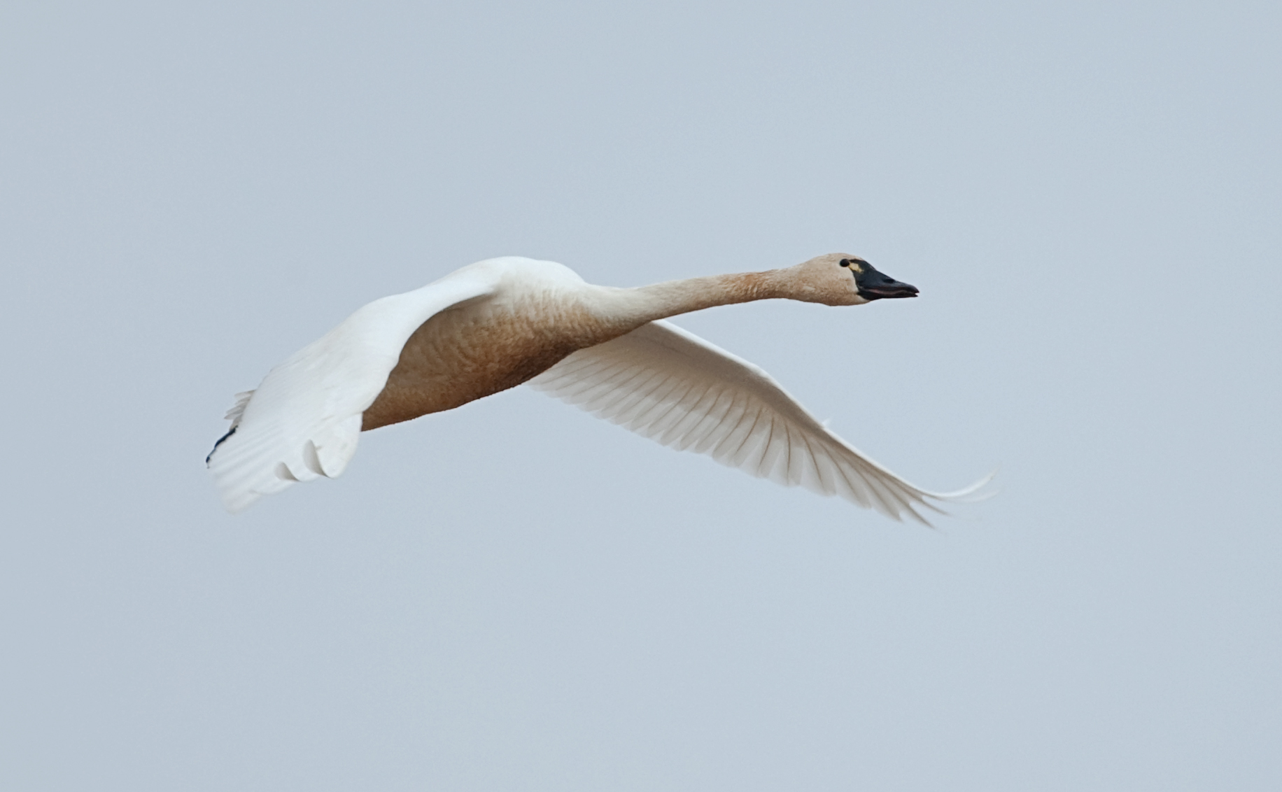 Swan Migration