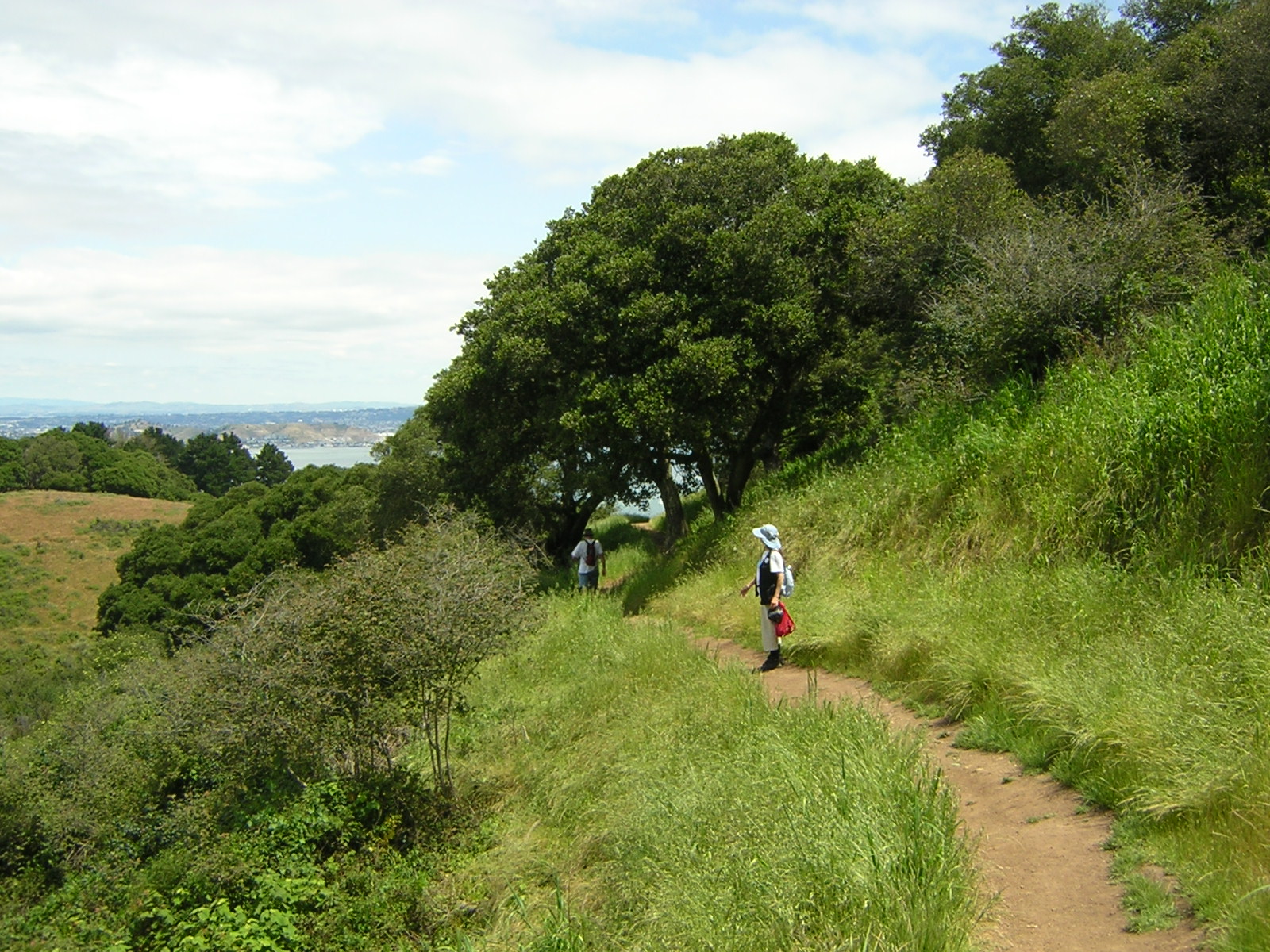 Discover California…with the Sacramento Walking Sticks Valley