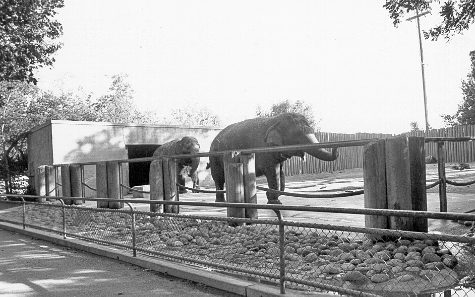 Sacramento Zoo has experienced many changes throughout the years | Valley  Community Newspapers, Inc.