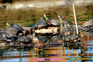 2.turtles and rainbow reflection from playground