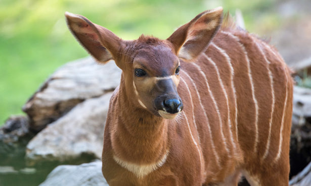 Sacramento Zoo offers behind-the-scenes tours | Valley Community Newspapers, Inc. Sacramento Zoo offers behind-the-scenes tours | Valley Community Newspapers, Inc.
