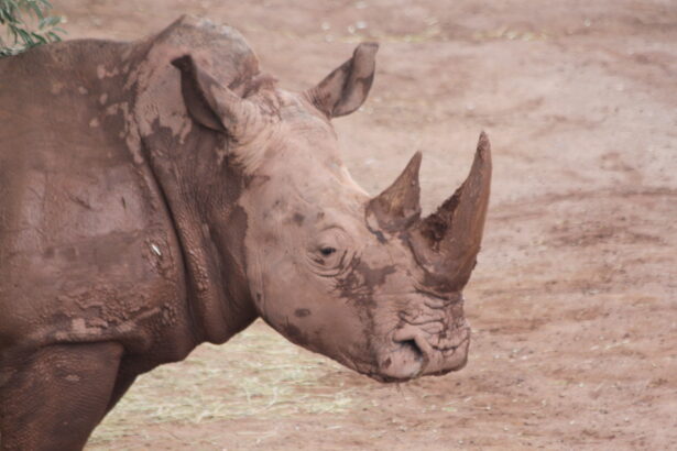 Sacramento Zoo to receive white rhino | Valley Community Newspapers, Inc.